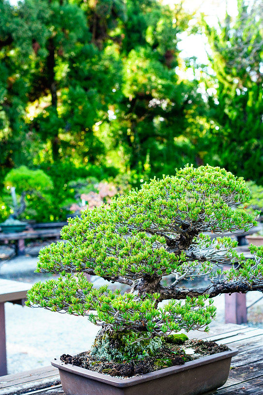 日本白松盆景，五针松(Pinus parviflora盆景)